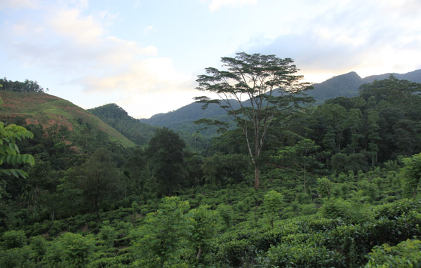 Theeplantage in Kitulgala